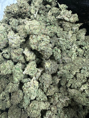 Zangria Exotic THCa Flower 10g 🟢 Hybrid