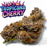 XL Tropicana Cherry Cookies Exotic THCa Flower 10g Jar Hybrid 28% QP