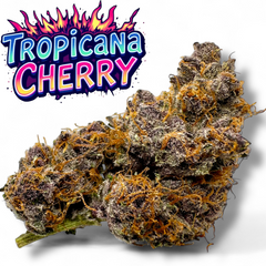XL Tropicana Cherry Cookies Exotic THCa Flower 10g Jar Hybrid 28% QP