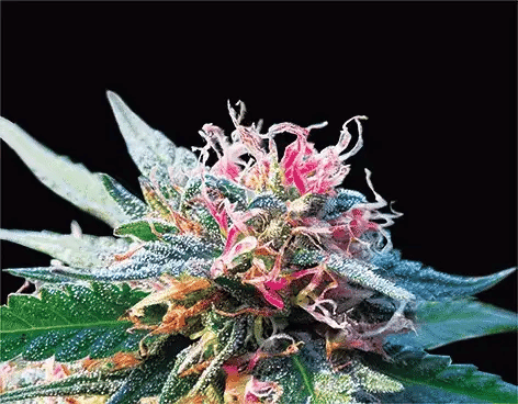 OG Kush: Unpacking The Legacy, Benefits, And Why Online Shopping Reigns Supreme