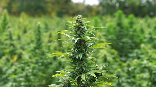 Will The Hemp Ban Be Overturned Or Delayed?